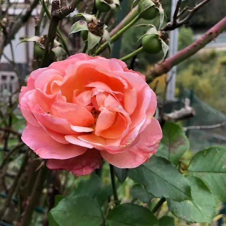 Kleines Gemütliches Fachwerkhaus Für Vier Gäste * Reinhardtsdorf-Schona